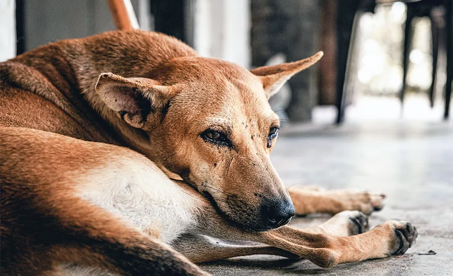 Dog